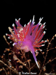 Flabellina pedata by Walter Bassi 